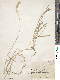 Elymus glaucus subsp. glaucus image