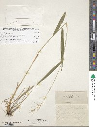 Elymus hystrix image