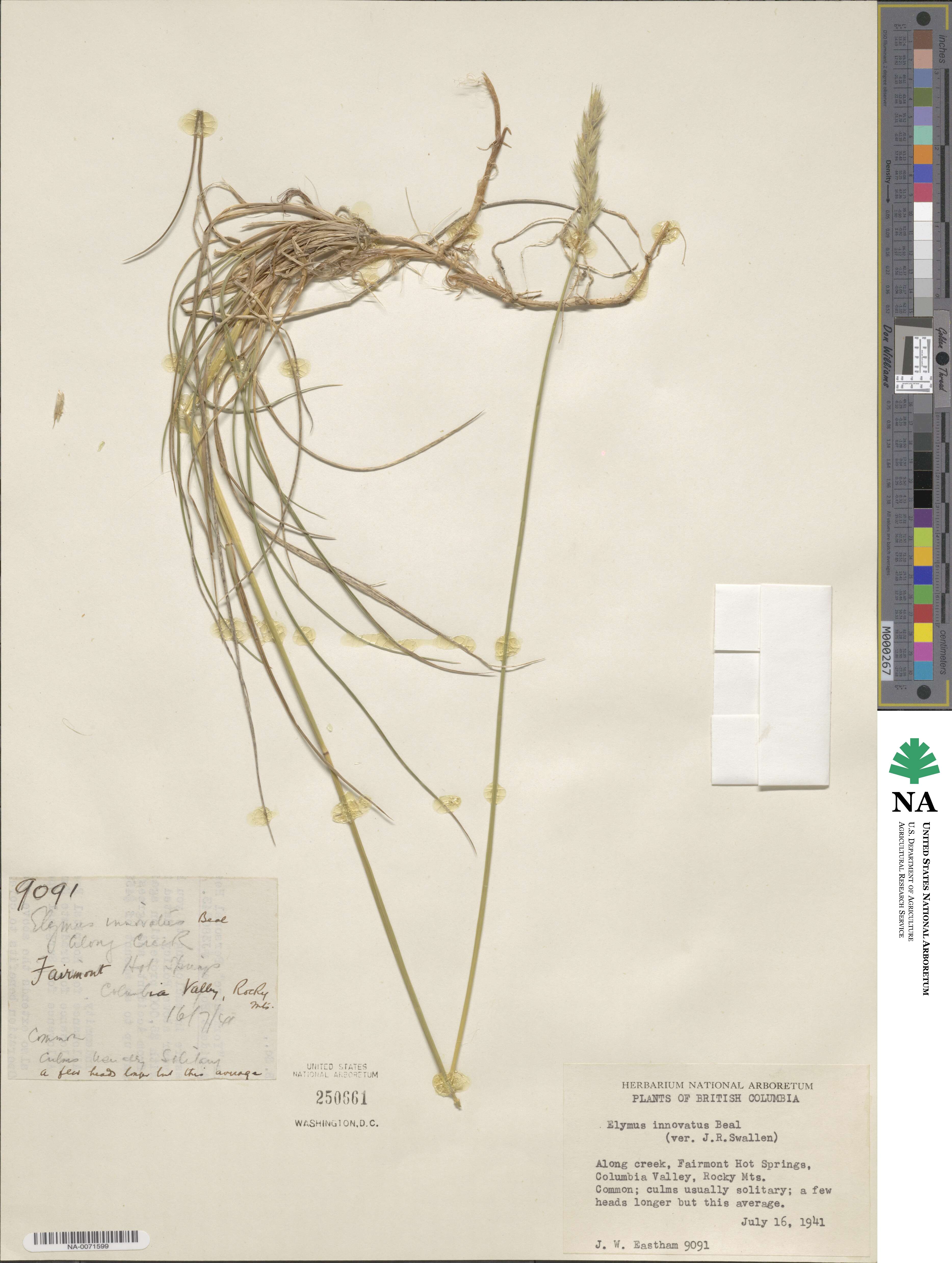 Leymus innovatus image