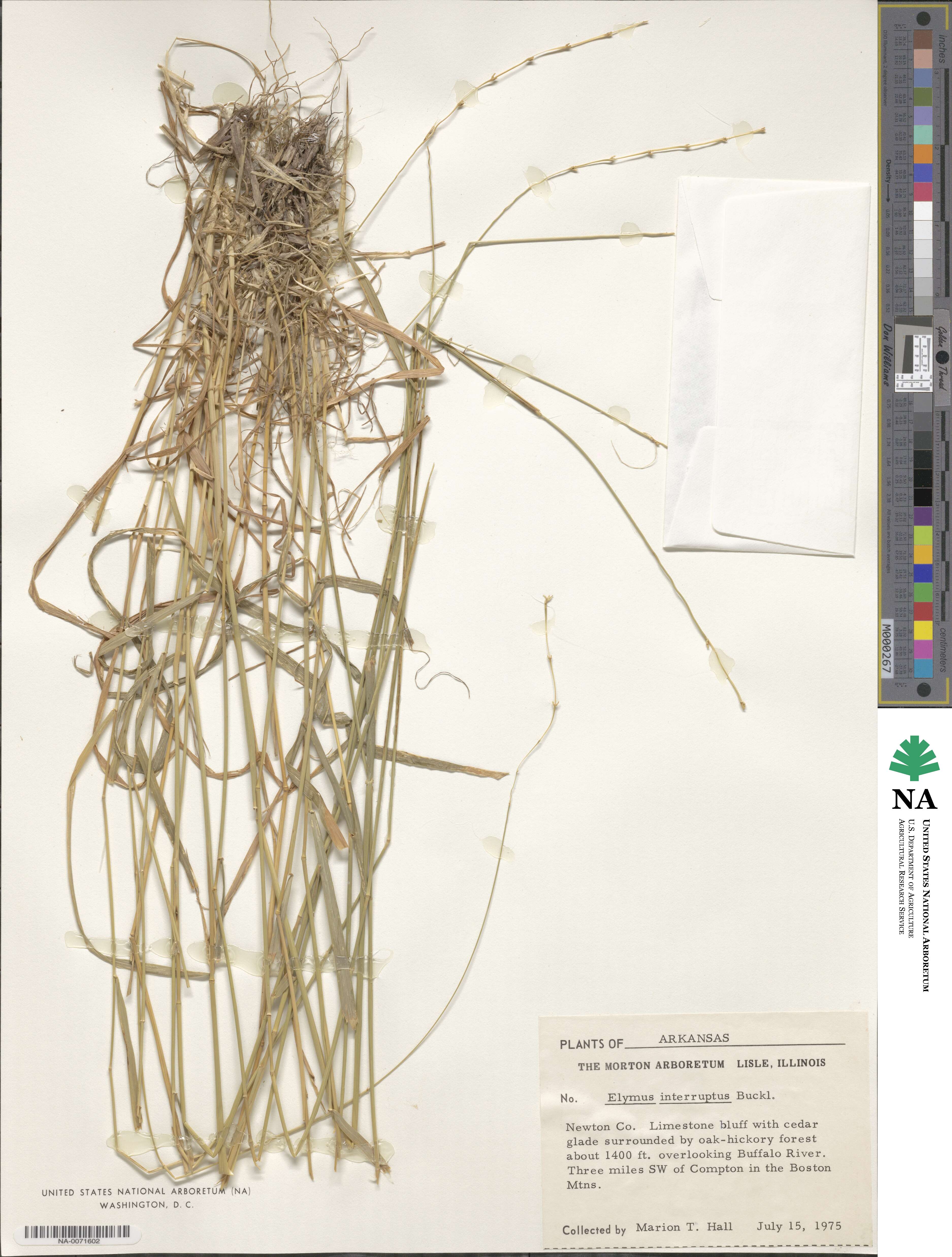 Elymus interruptus image