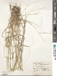 Image of Elymus interruptus