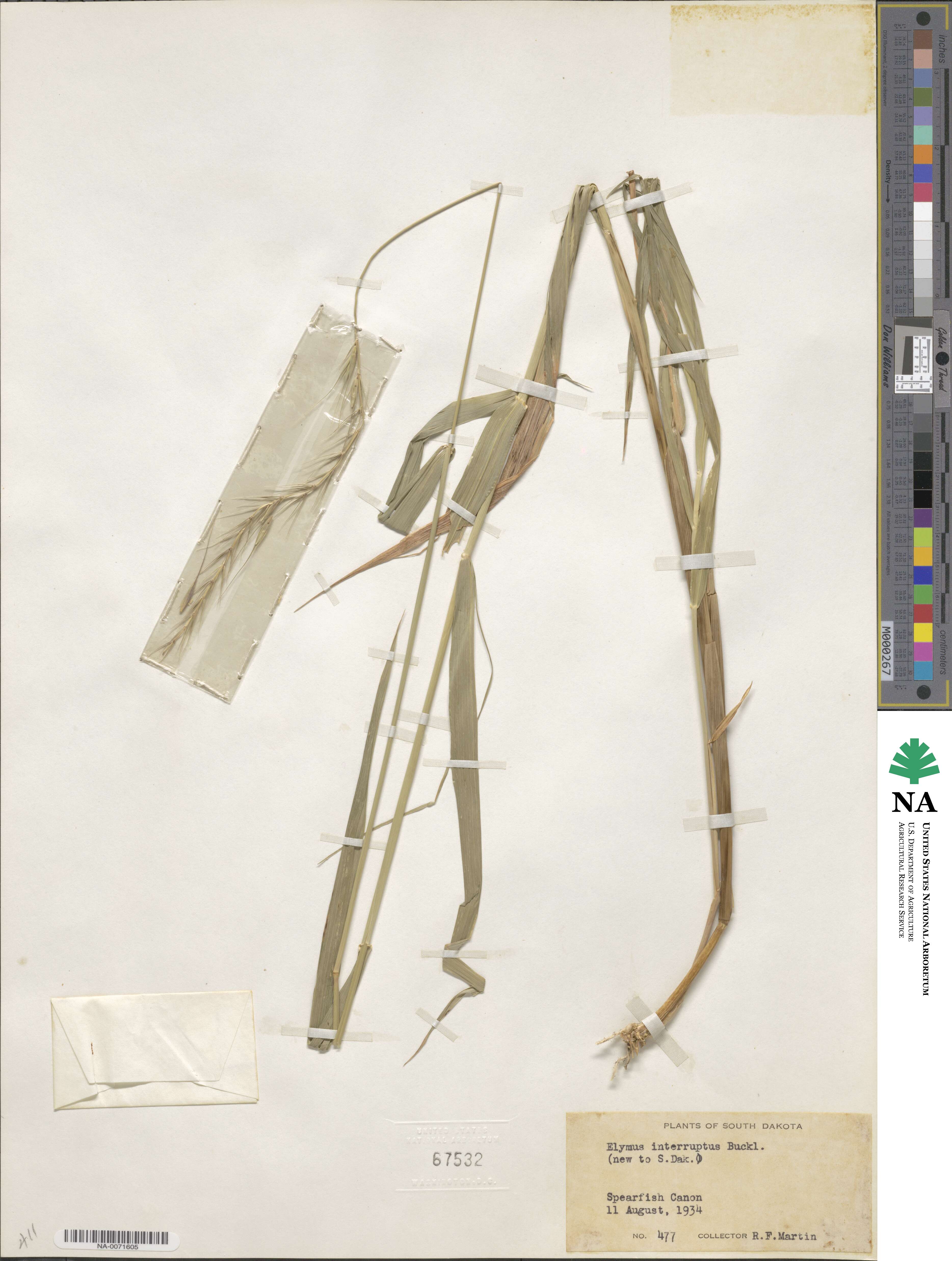Elymus interruptus image