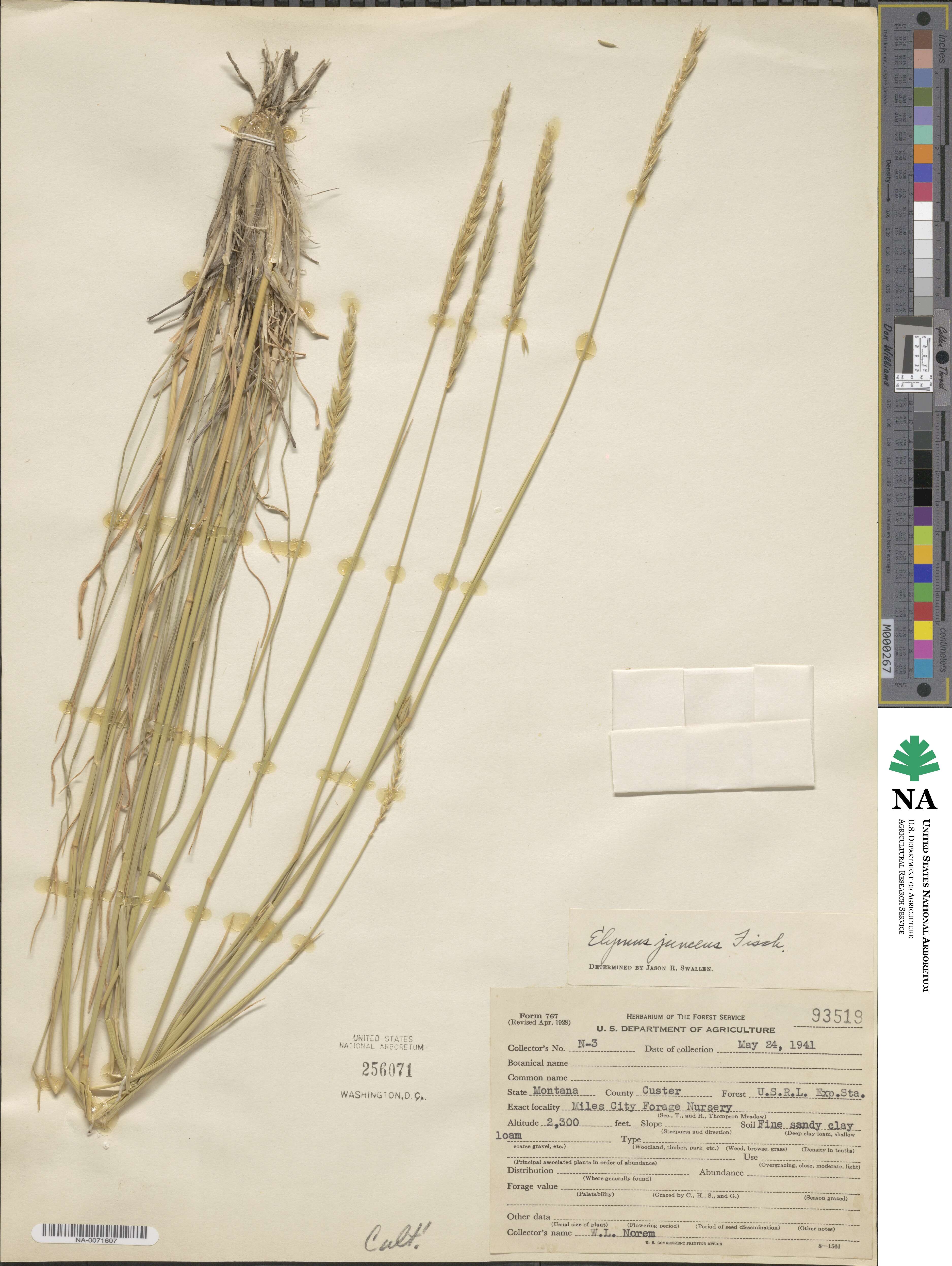 Psathyrostachys juncea image