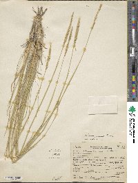 Image of Psathyrostachys juncea