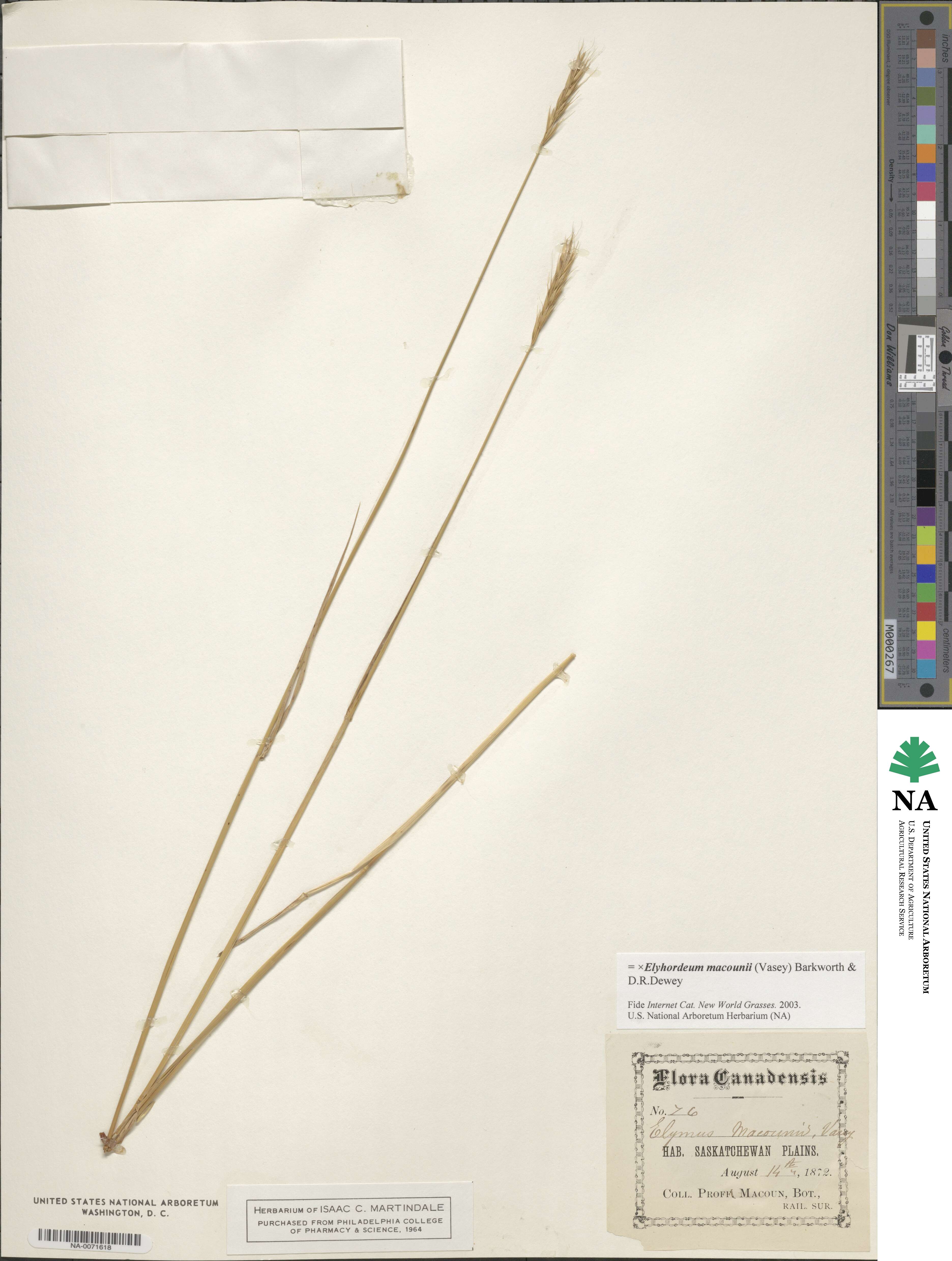 ×Elyhordeum macounii image