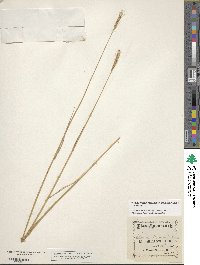 Image of ×elyhordeum macounii