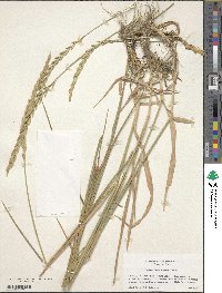 Elymus repens image