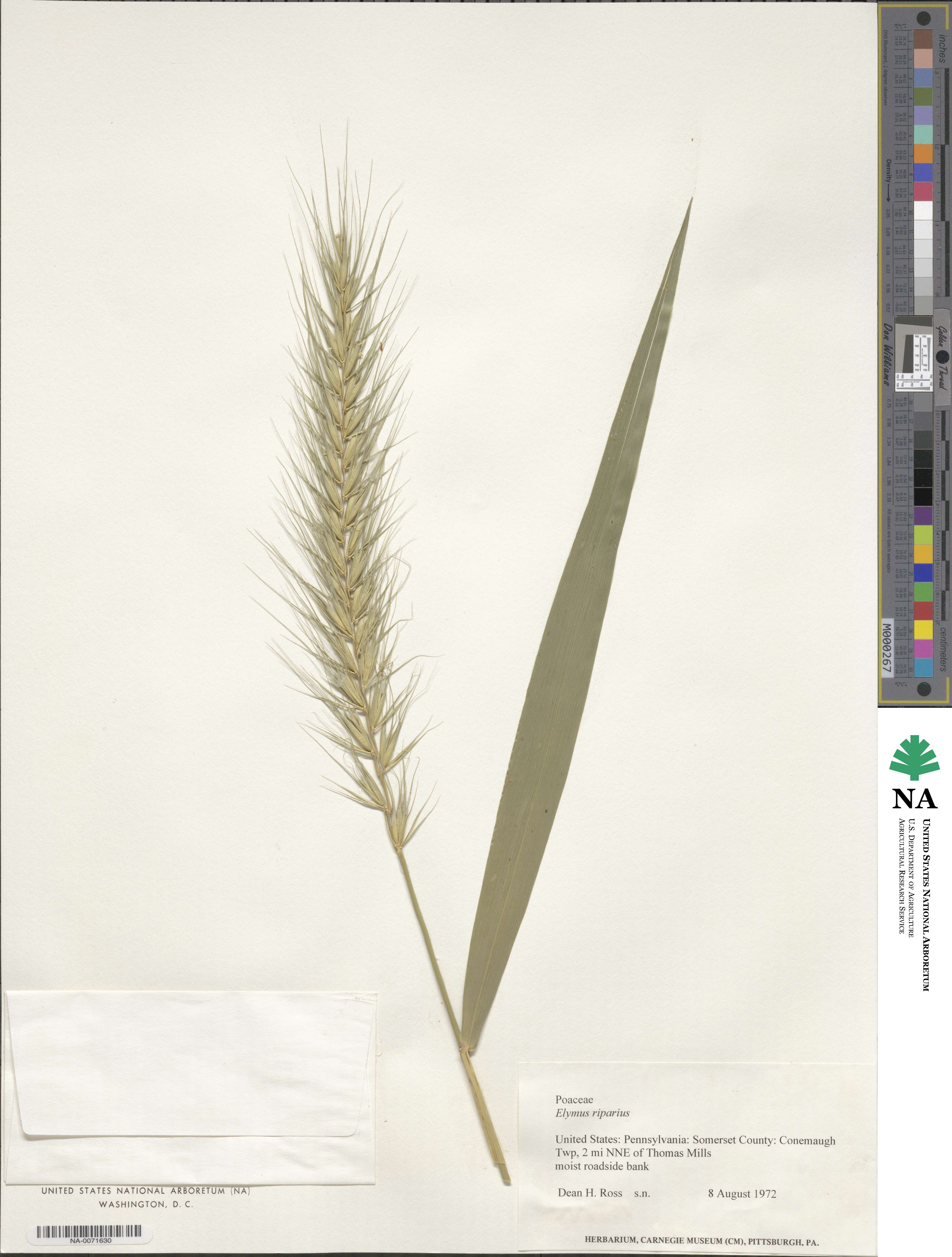 Elymus riparius image