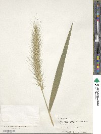 Elymus riparius image