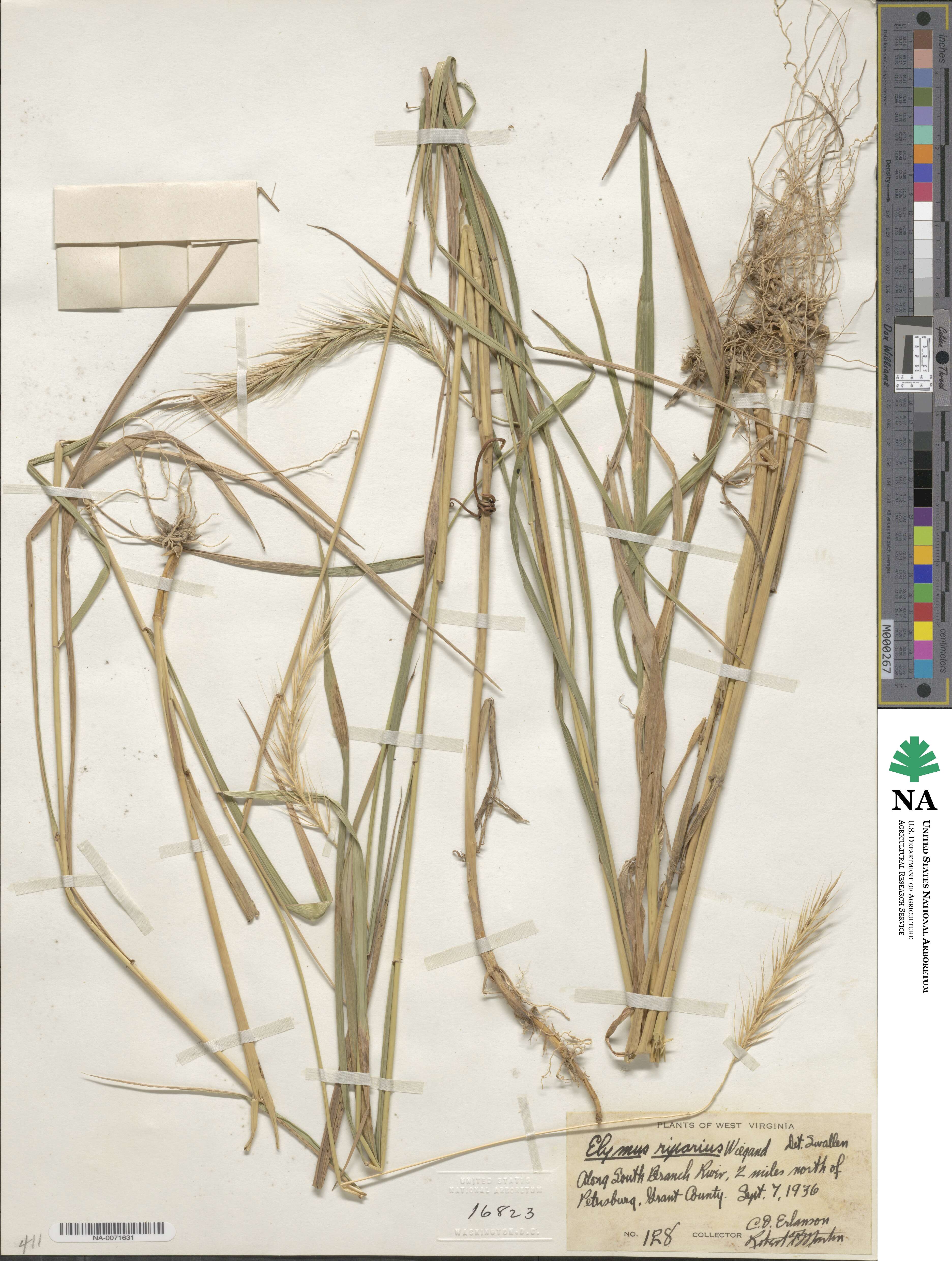 Elymus riparius image