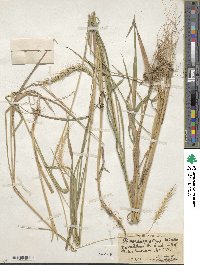 Elymus riparius image