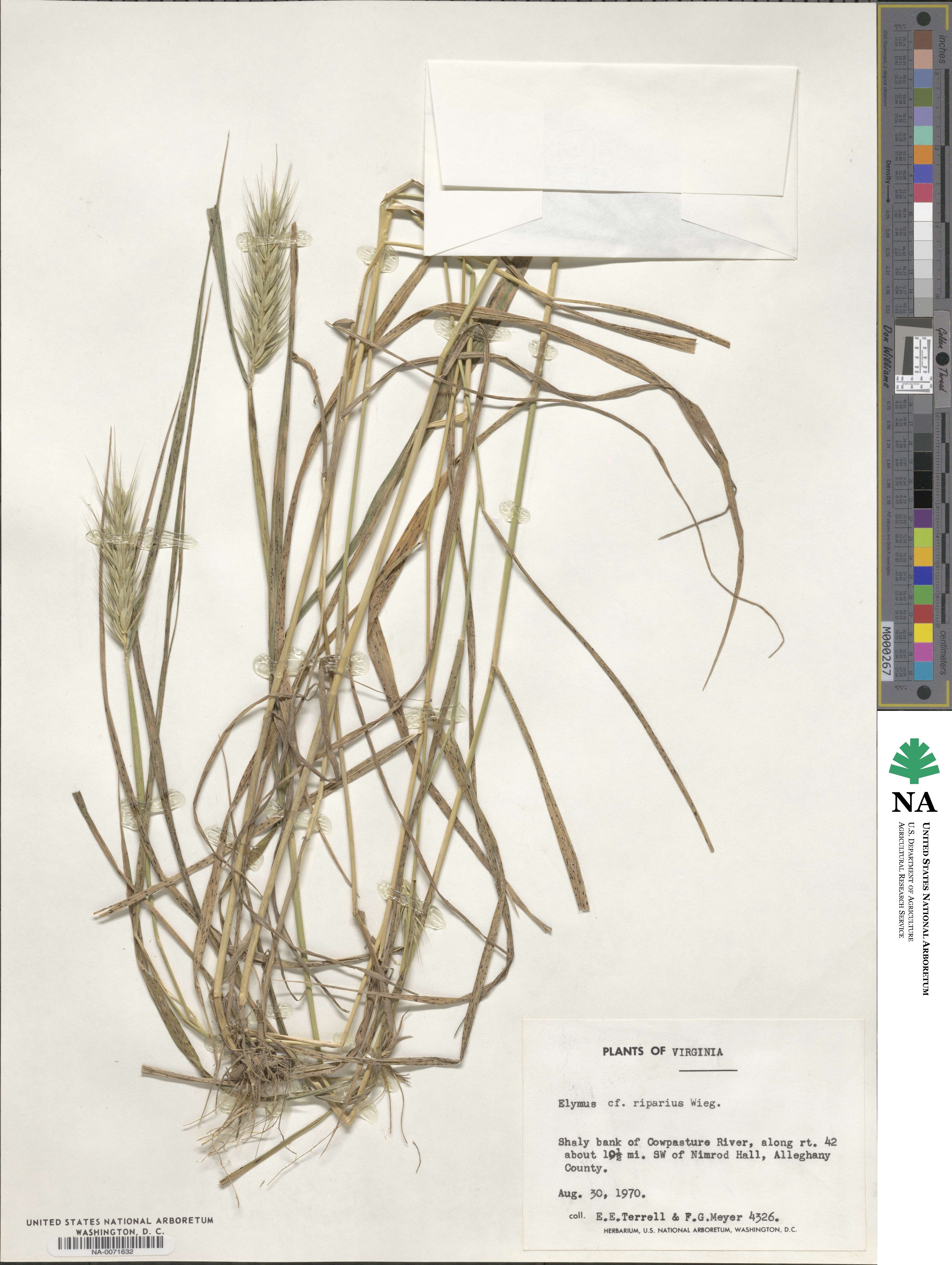 Elymus riparius image