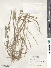 Elymus riparius image