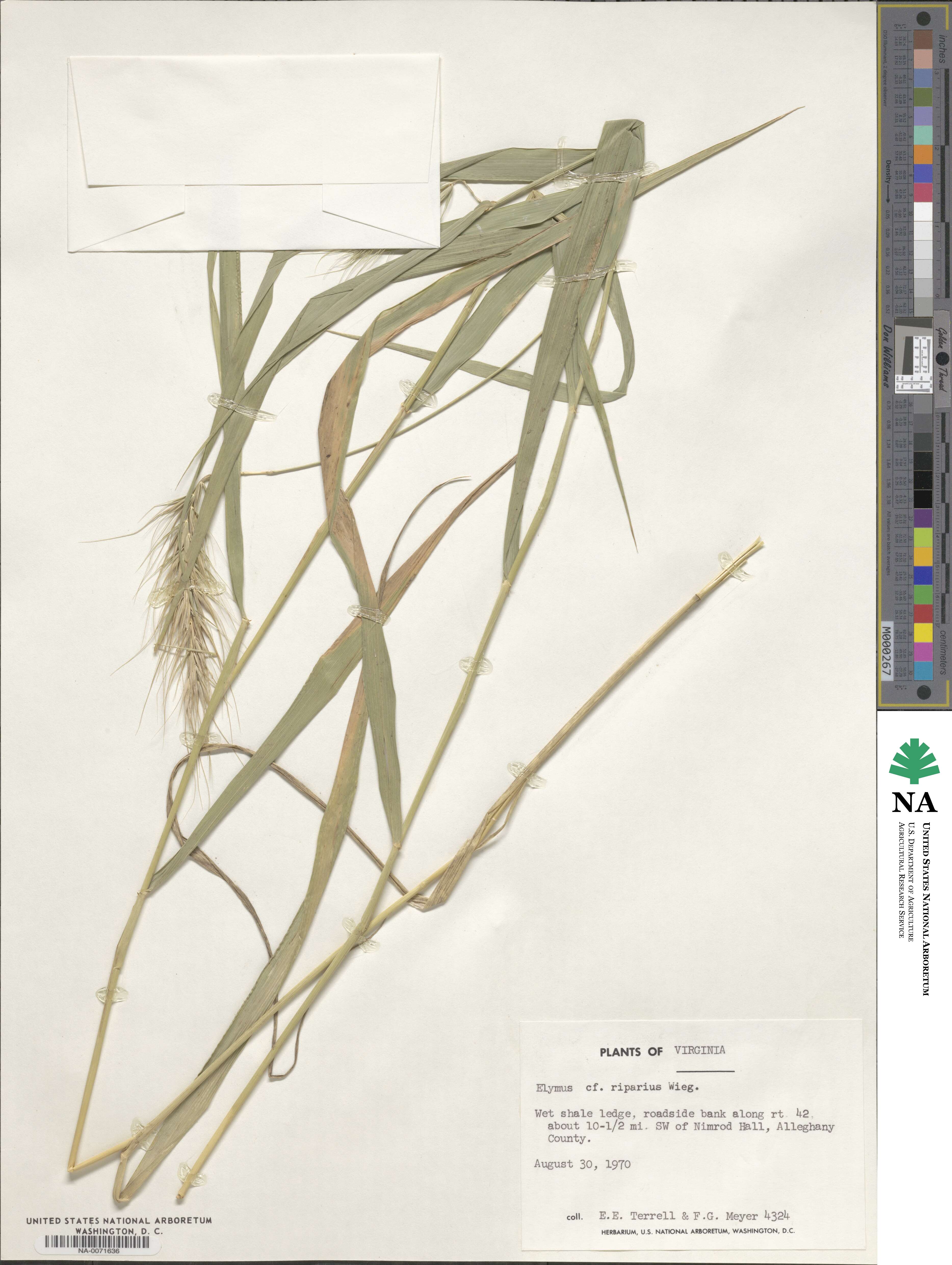 Elymus riparius image