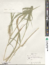 Elymus riparius image