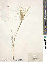 Elymus elymoides image