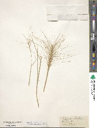 Elymus elymoides image