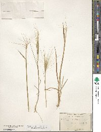 Elymus elymoides image