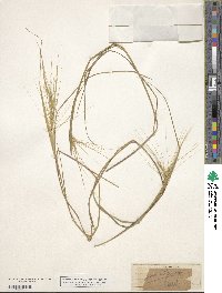 Elymus elymoides image