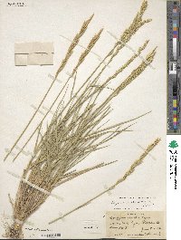 Elymus smithii image