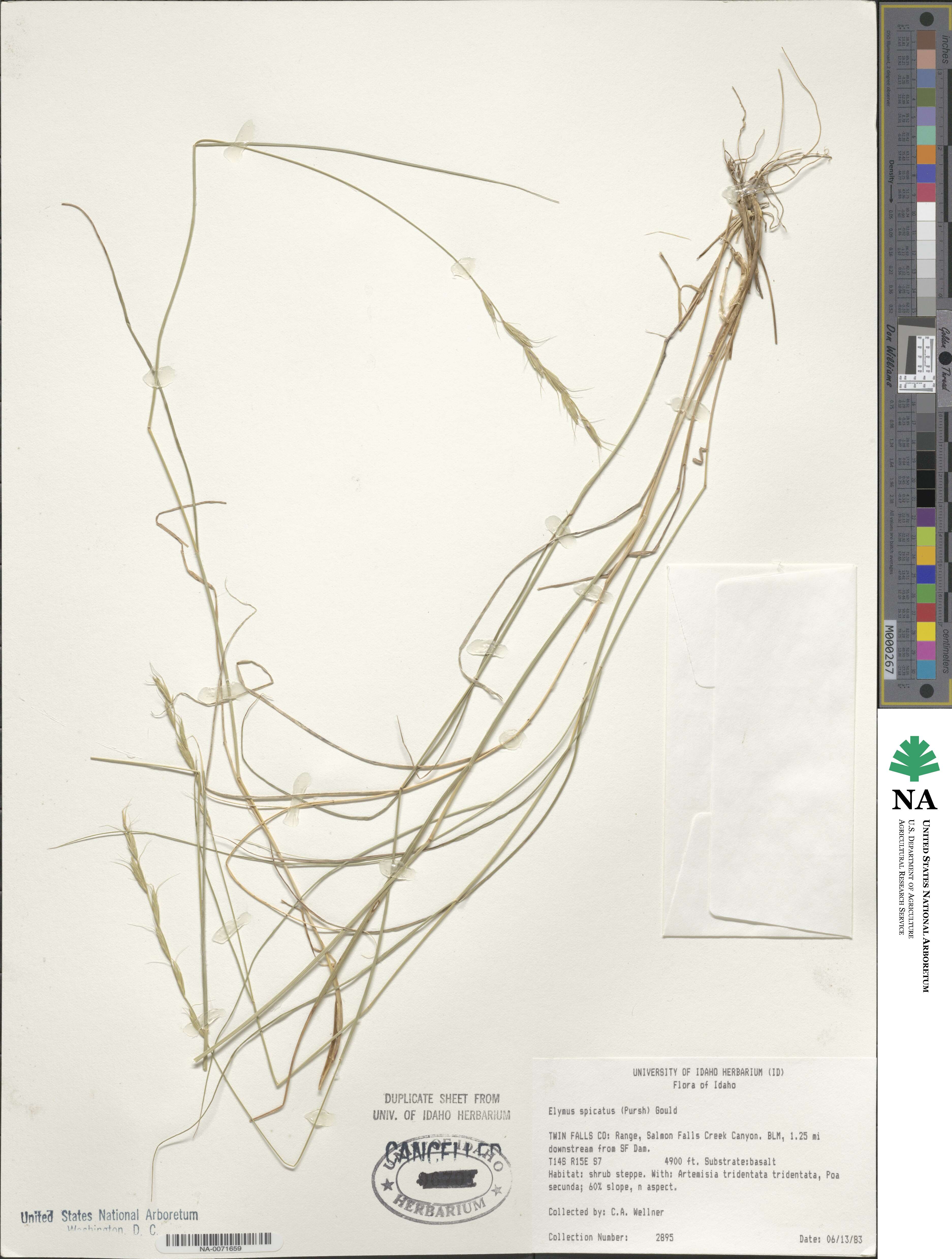 Pseudoroegneria spicata image