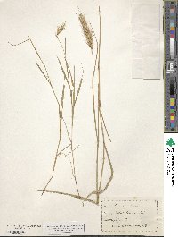 Elymus virginicus var. virginicus image