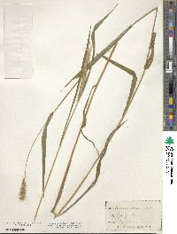 Elymus virginicus image