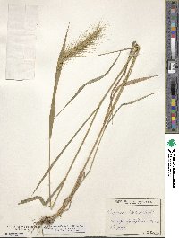 Elymus virginicus image