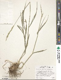 Elymus violaceus image