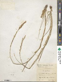 Leymus triticoides image