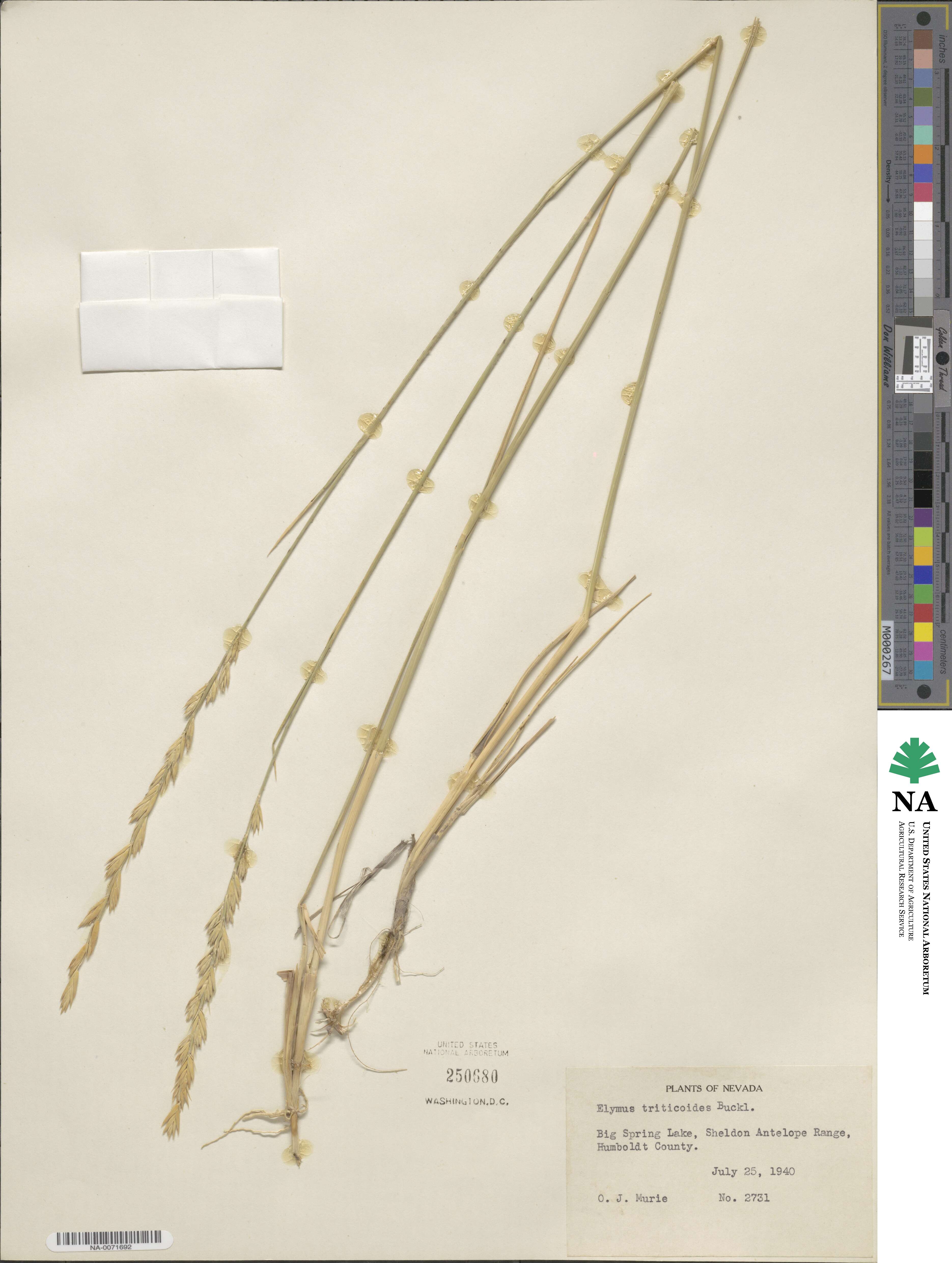 Leymus triticoides image