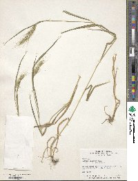 Elymus villosus image