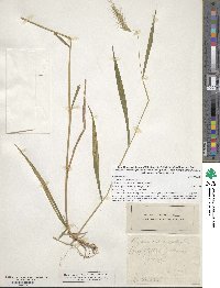 Elymus villosus image