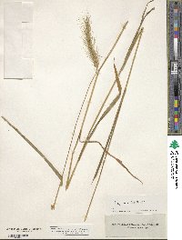 Elymus villosus image