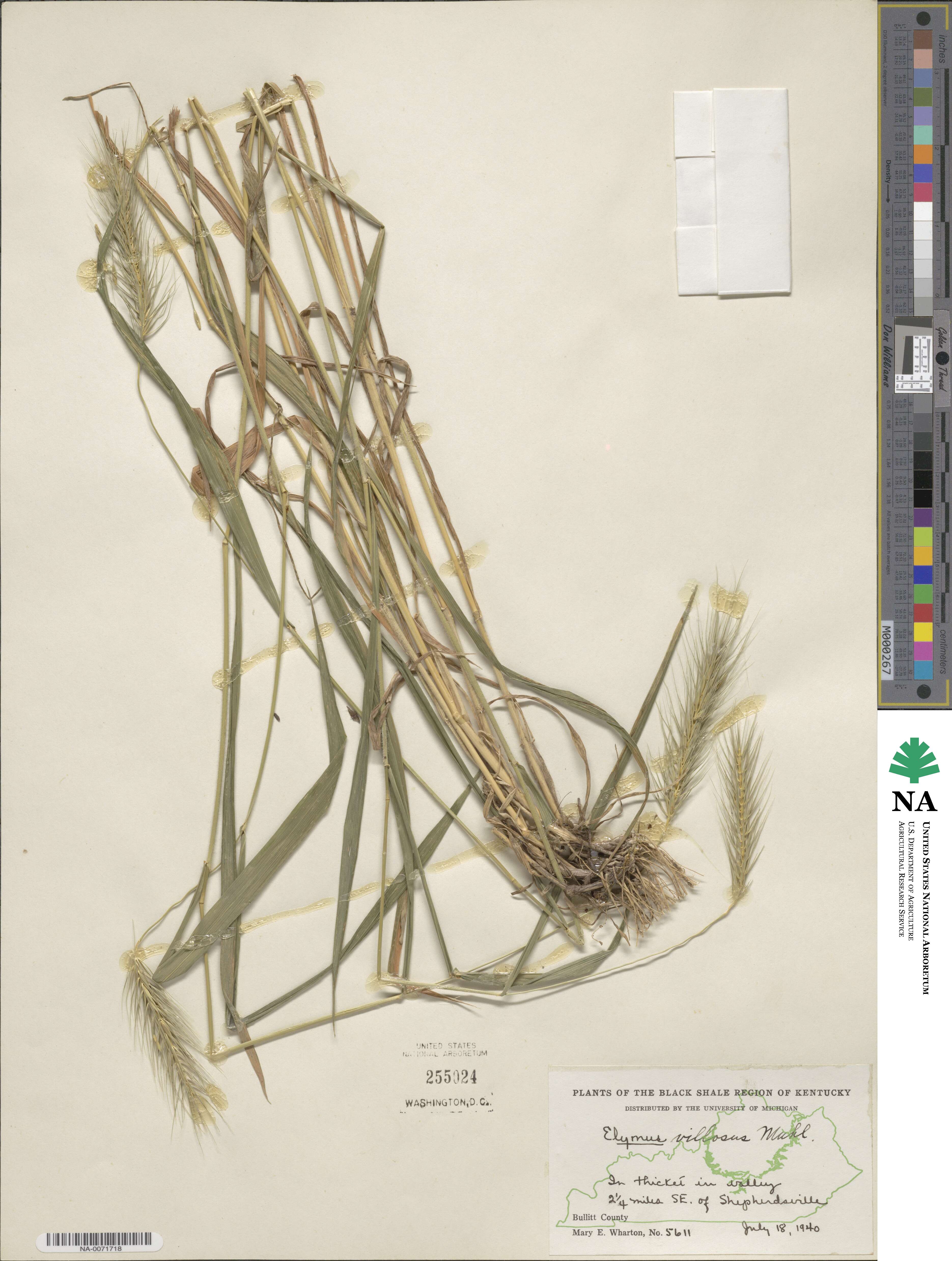 Elymus villosus image