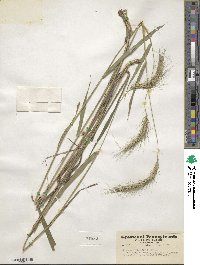 Elymus villosus image