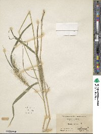 Elymus villosus image