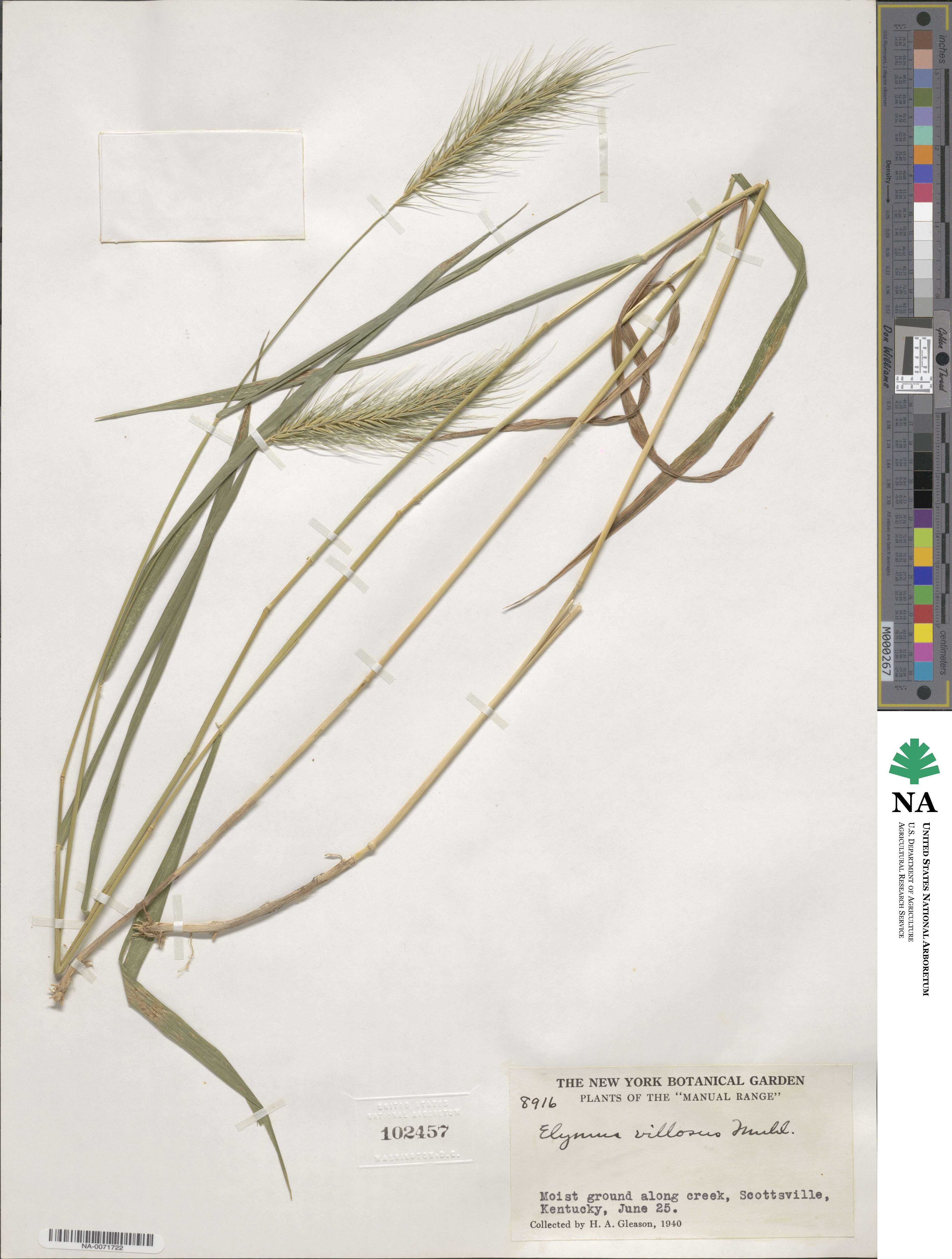 Elymus villosus image