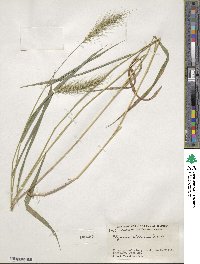 Elymus villosus image