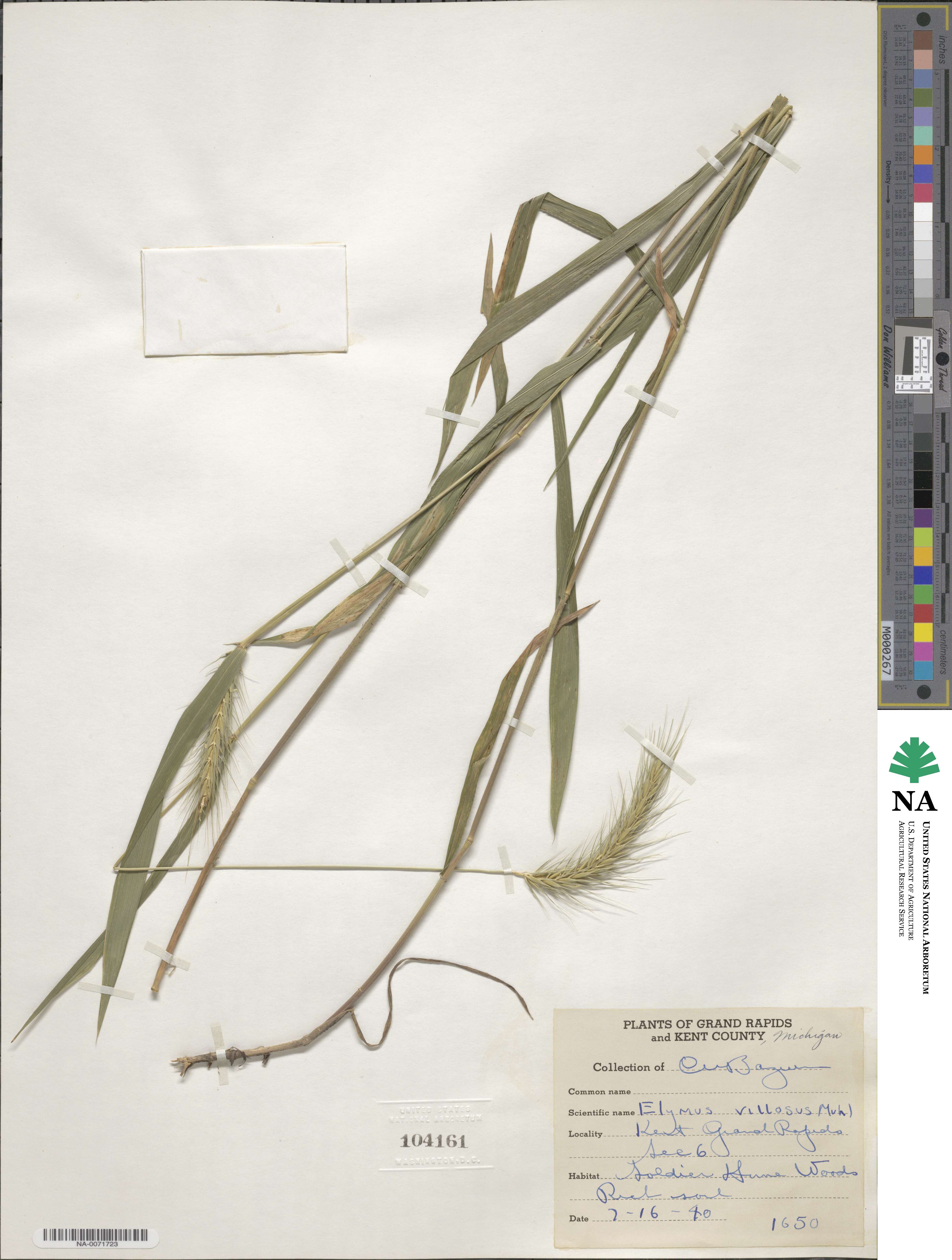 Elymus villosus image