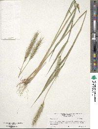 Elymus virginicus var. virginicus image