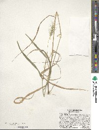 Elymus virginicus var. virginicus image