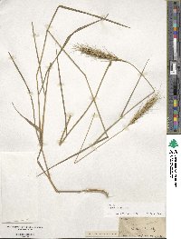 Elymus virginicus image