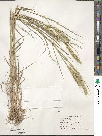 Elymus virginicus var. virginicus image