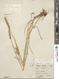 Elymus virginicus var. virginicus image