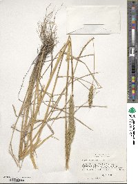 Elymus virginicus image