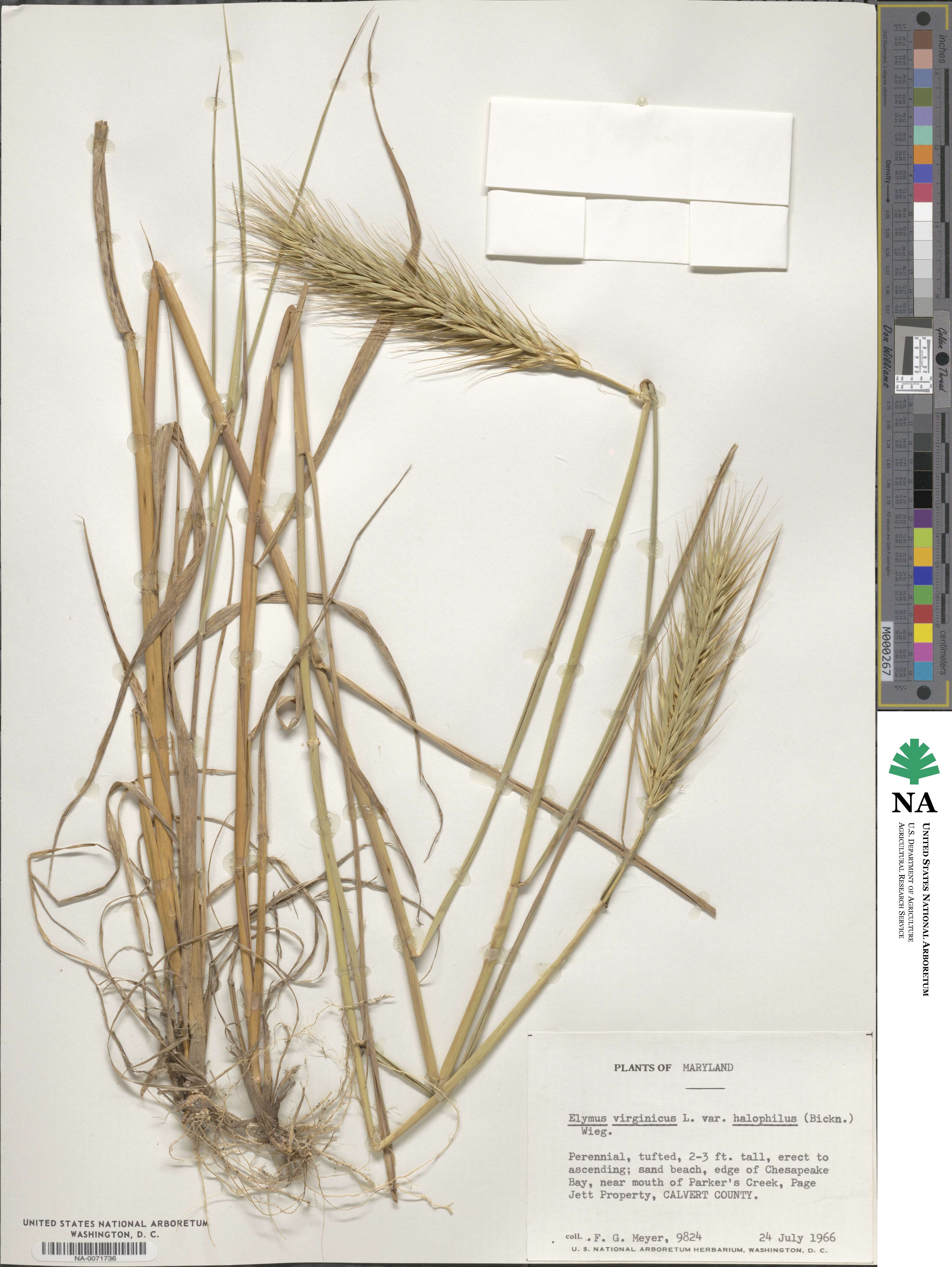 Elymus virginicus image