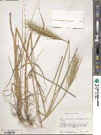 Elymus virginicus var. virginicus image