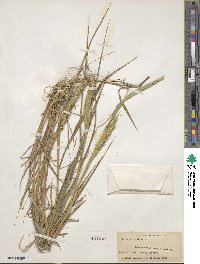 Elymus virginicus image