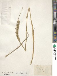 Elymus virginicus image